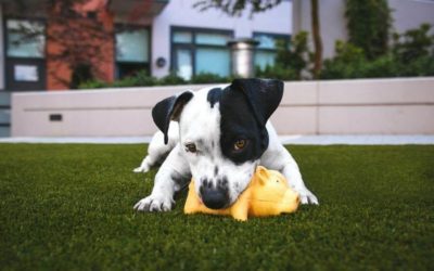Responsible Dog Owner Tips