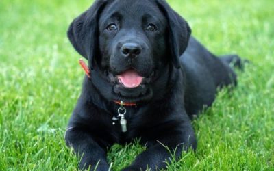 Why Your Pet Needs to Socialize