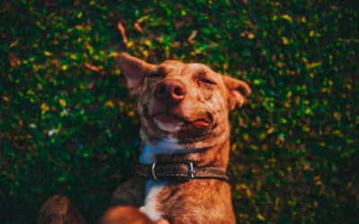 Importance of Pet Vaccinations