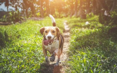 Heartworm Disease Myths in Pets