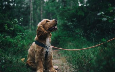 4 Camping Tips for You and Your Pet