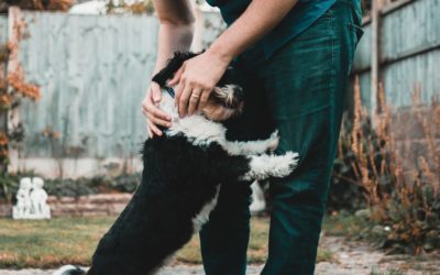 Car Travel Safety Tips for Pets