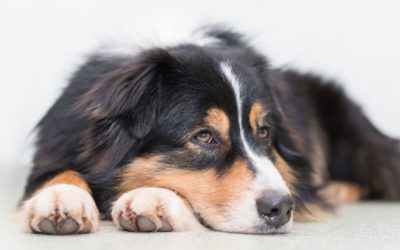Is Your Dog in Pain?
