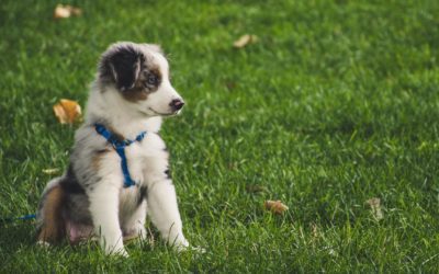 Pet Microchipping Myths