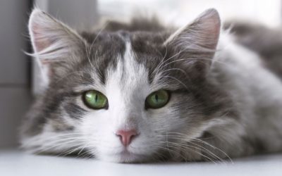 3 Tips on Managing Your Cat Allergies