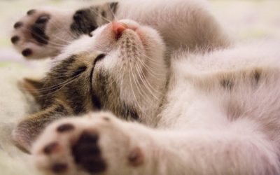 5 Ways to Successfully Medicate Your Pet