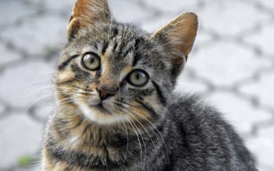 3 Halloween Costume Hazards Every Pet Owner Needs to Know