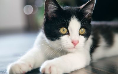 Healthy Thanksgiving Treats for Pets