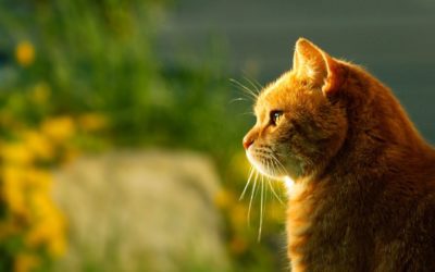 4 Easy Ways to Celebrate Your Cat