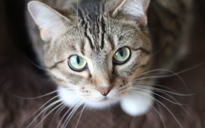 Is Fostering a Pet Right for You?
