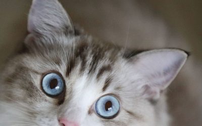Is My Pet at Risk for Diabetes?
