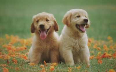 Caring For Your Pet’s Teeth at Home