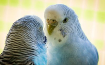 5 Gift Ideas for Pets and Their Owners