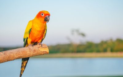 How to Cool Your Pet During a Heat Exhaustion Episode