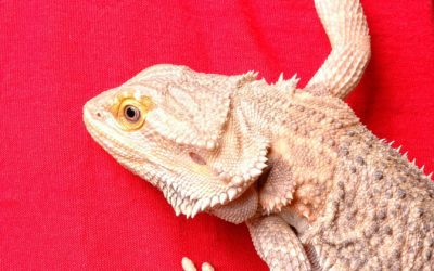 How to Find the Right Food for Your Pet