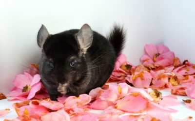 4 Treats to Keep Away from Your Pet This Halloween