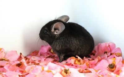 5 Common Garden Items Toxic to Pets