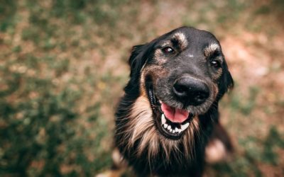 3 Tips to Keep Your Pet Safe During the Winter