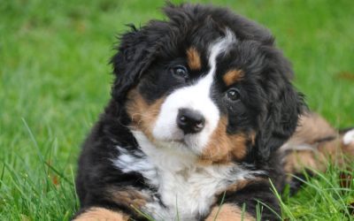 What Should I Do if My Pet Eats a Toxin?