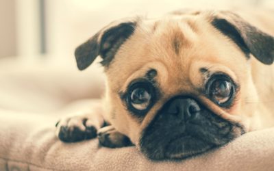 What Happens During My Pet’s Neuter Surgery?