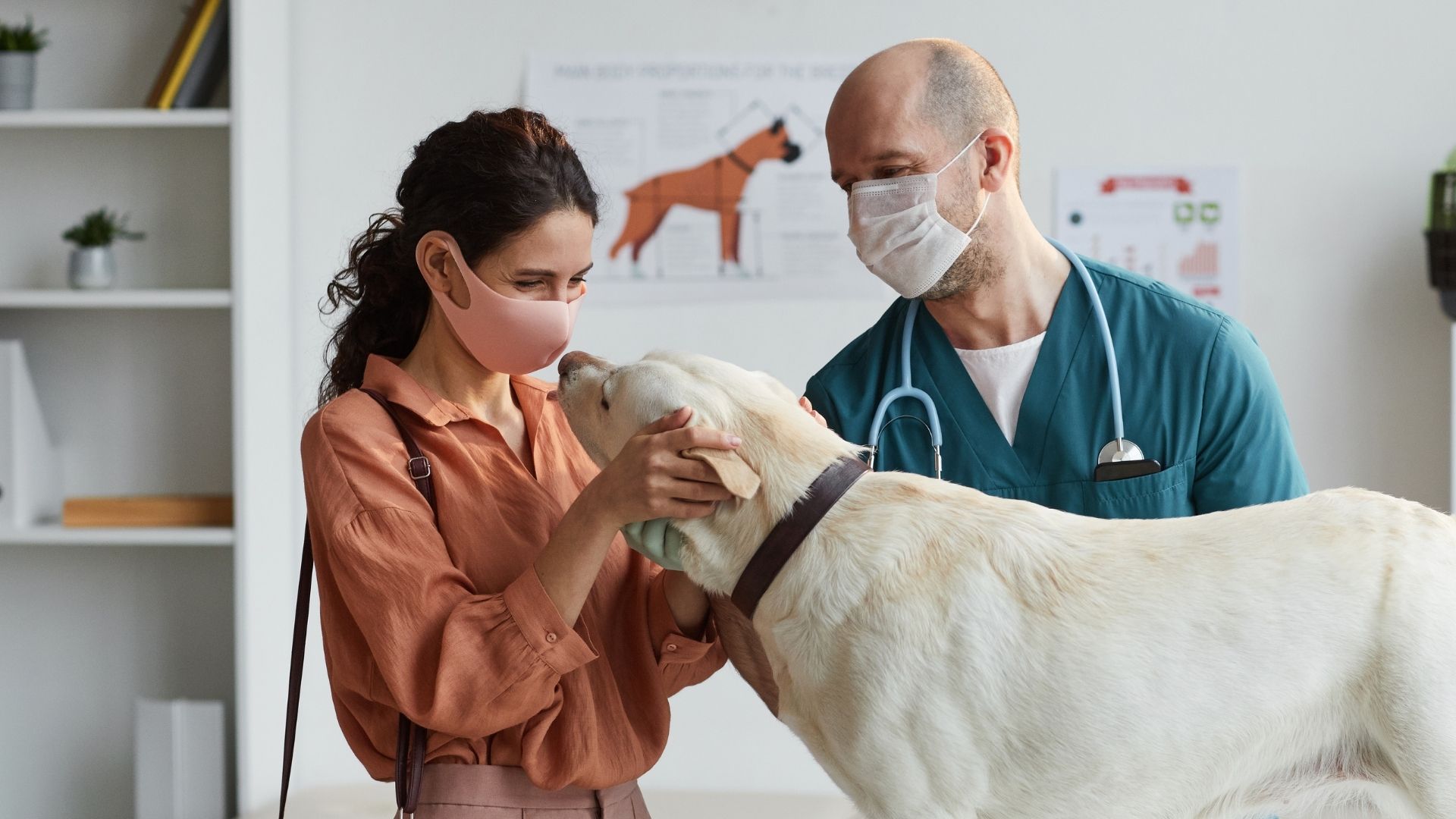 Pet Wellness In Charlevoix, MI 49720 Bayshore Animal Hospital