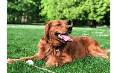 How to Spot Heatstroke in Your Pet