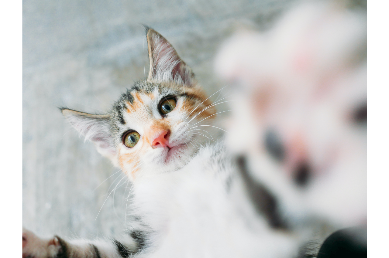 what-does-a-cat-need-to-be-healthy-bayshore-animal-hospital