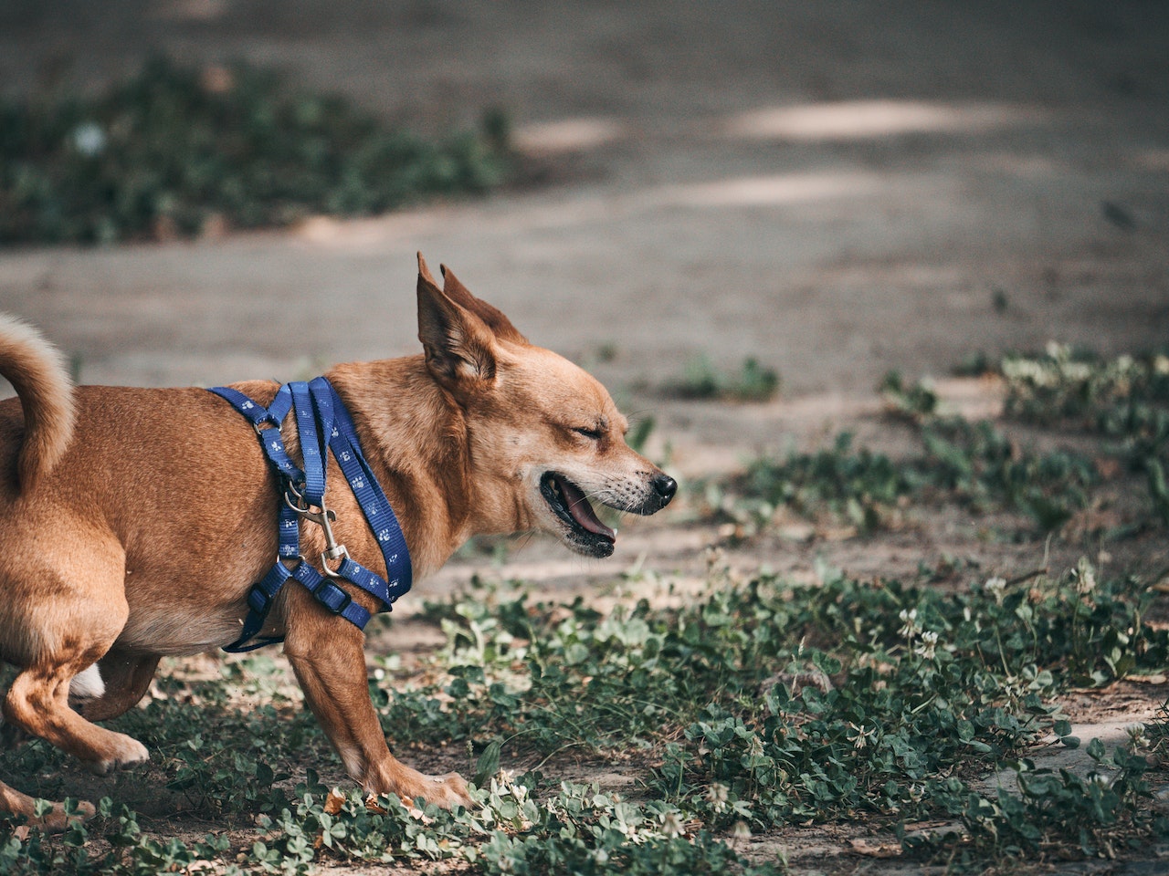 What Is Canine Influenza And What Should You Know About It Bayshore what-is-canine-influenza-and-what-should-you-know-about-it-bayshore