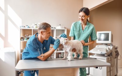 How Dental Disease Affects Your Senior Pet’s Overall Health