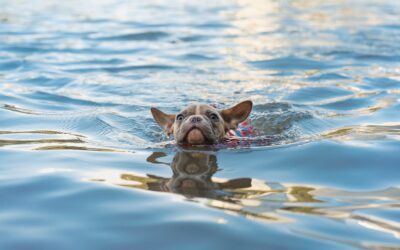 Essential Guidelines for Ensuring Your Pet’s Safety While Swimming