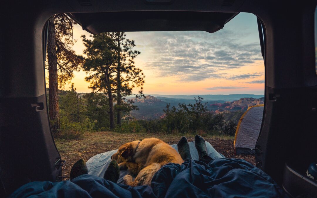 Large golden dog camping in the back of a vehicle