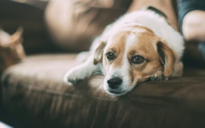 Urgent or Emergency? Navigating the Appropriate Care for Your Beloved Pet’s Health Crisis