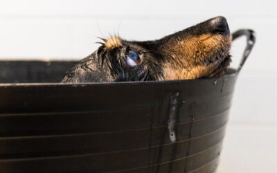 A Comprehensive Guide to Selecting the Perfect Shampoo for Your Canine Companion’s Bath Time